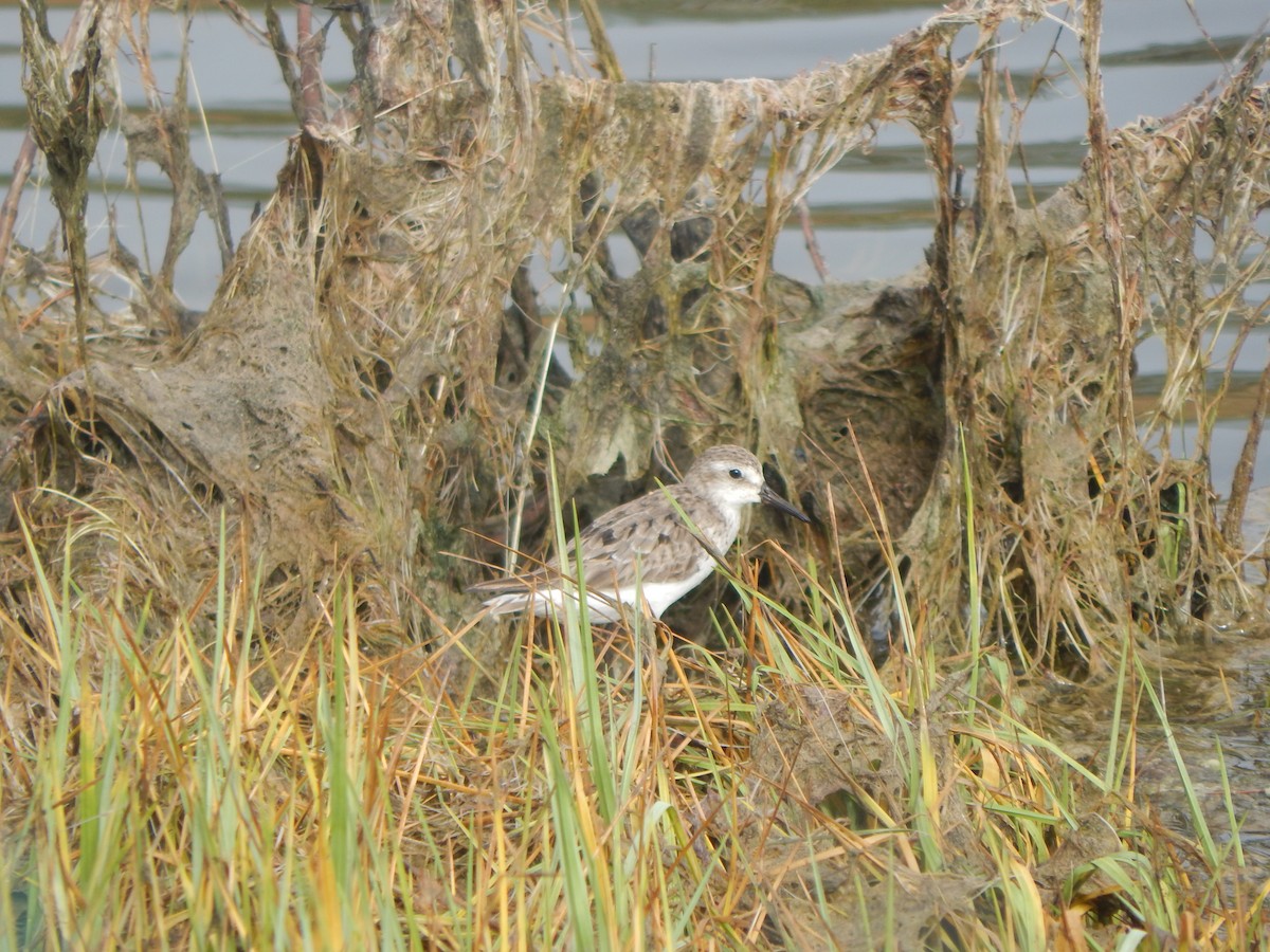 Semipalmated Sandpiper - ML622874359