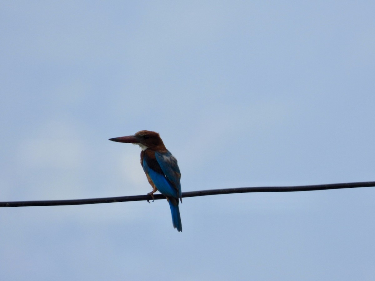 White-throated Kingfisher - ML622874366