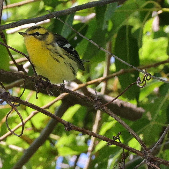 Blackburnian Warbler - ML622874380