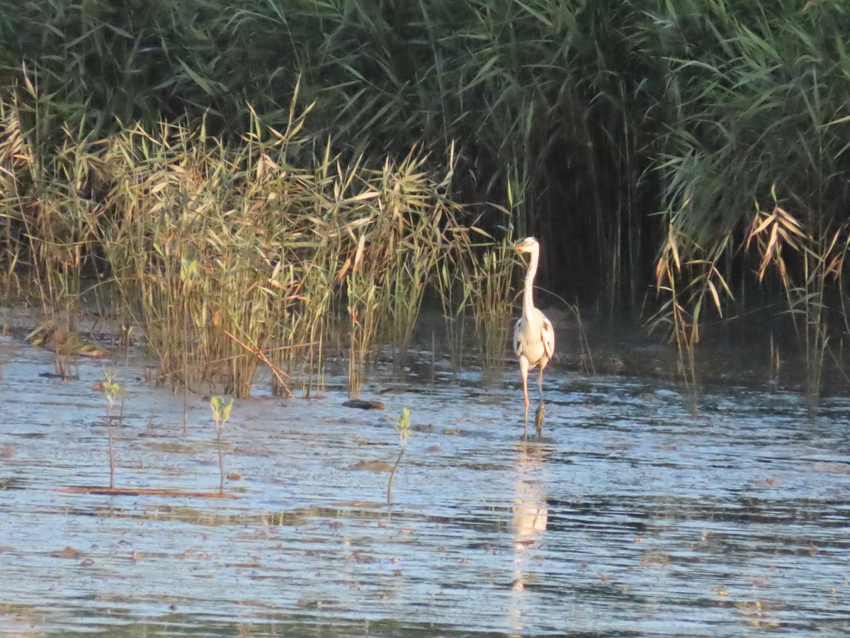 Gray Heron - 韋勳 陳