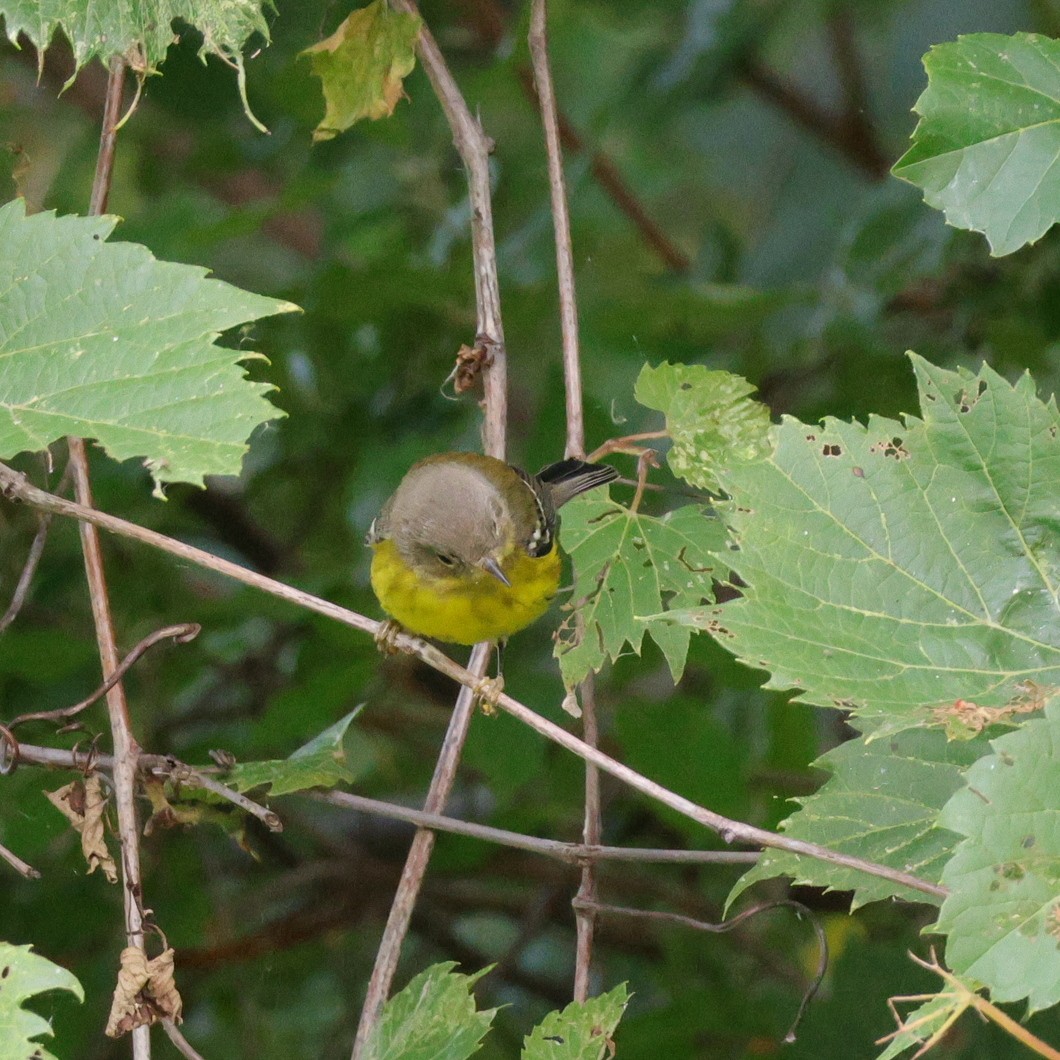 Magnolia Warbler - ML622874403