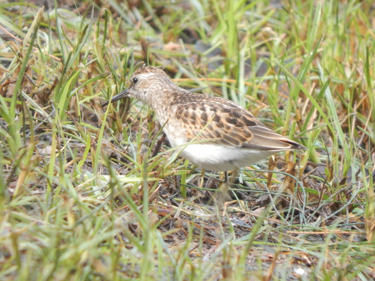 Least Sandpiper - ML622874404