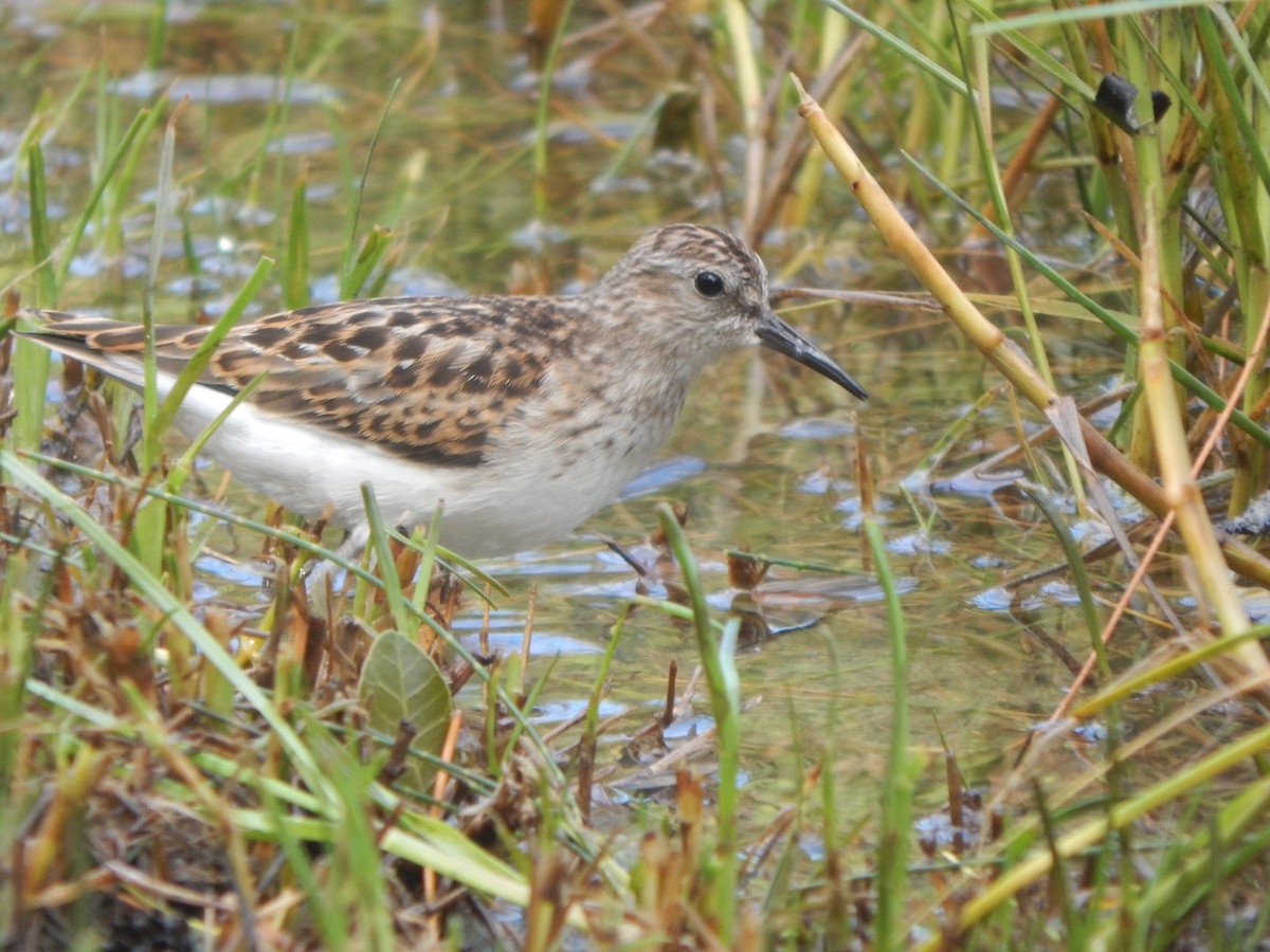 Least Sandpiper - ML622874405