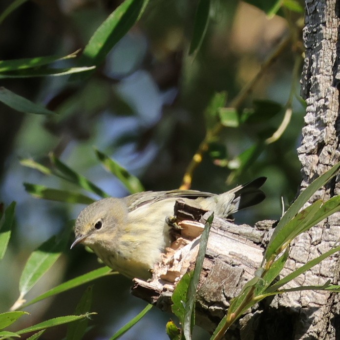 Cape May Warbler - ML622874433