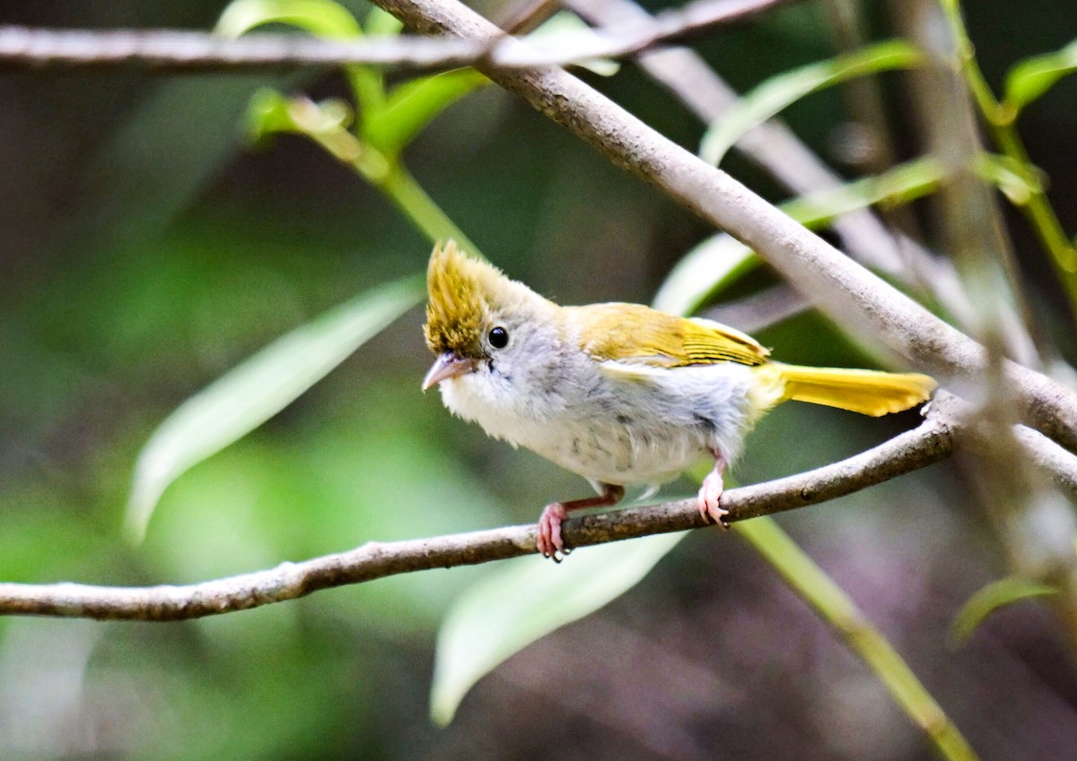 White-bellied Erpornis - ML622874471