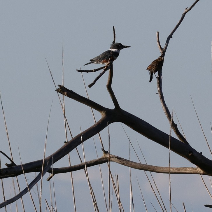 Belted Kingfisher - ML622874522