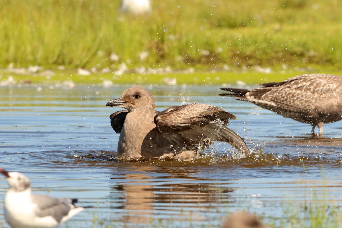 American Herring Gull - ML622874567