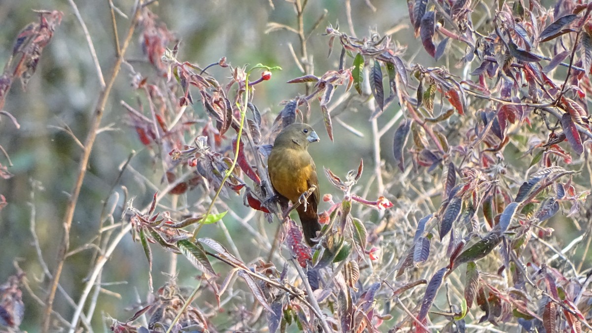 Chestnut-bellied Seed-Finch - ML622874718