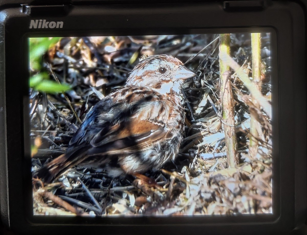 Song Sparrow - Ashok Mashru