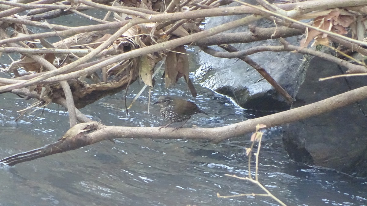 Sharp-tailed Streamcreeper - ML622874754