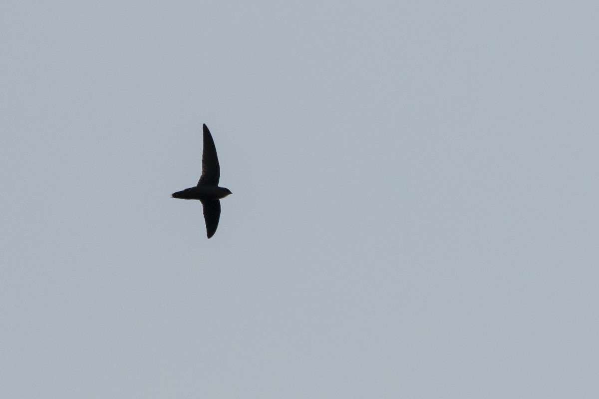 Chimney Swift - Kyle Nelson