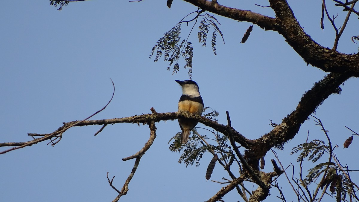 Buff-bellied Puffbird - ML622874835