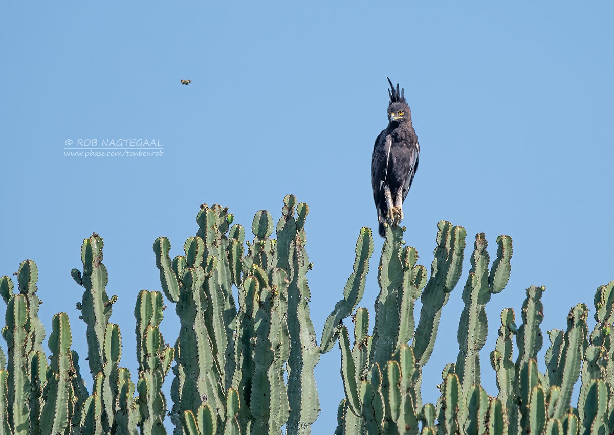 Long-crested Eagle - ML622874846