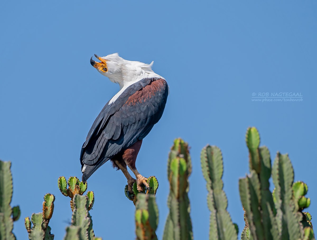 African Fish-Eagle - ML622874850