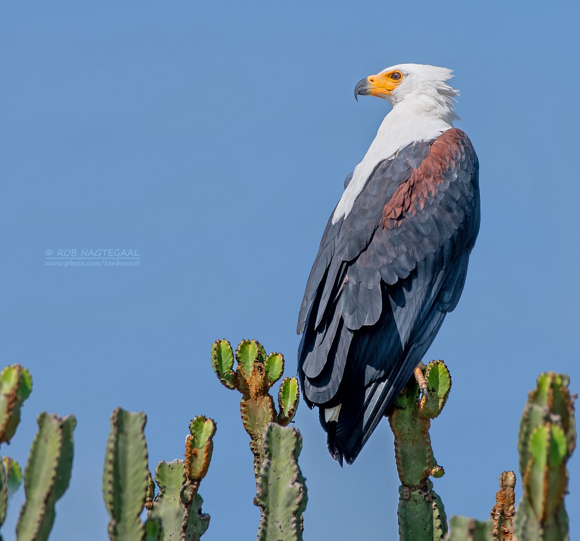 African Fish-Eagle - ML622874851