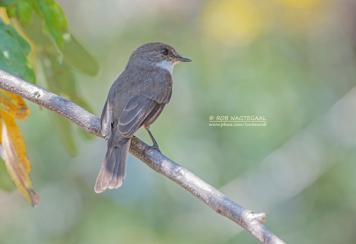 Swamp Flycatcher - ML622874853