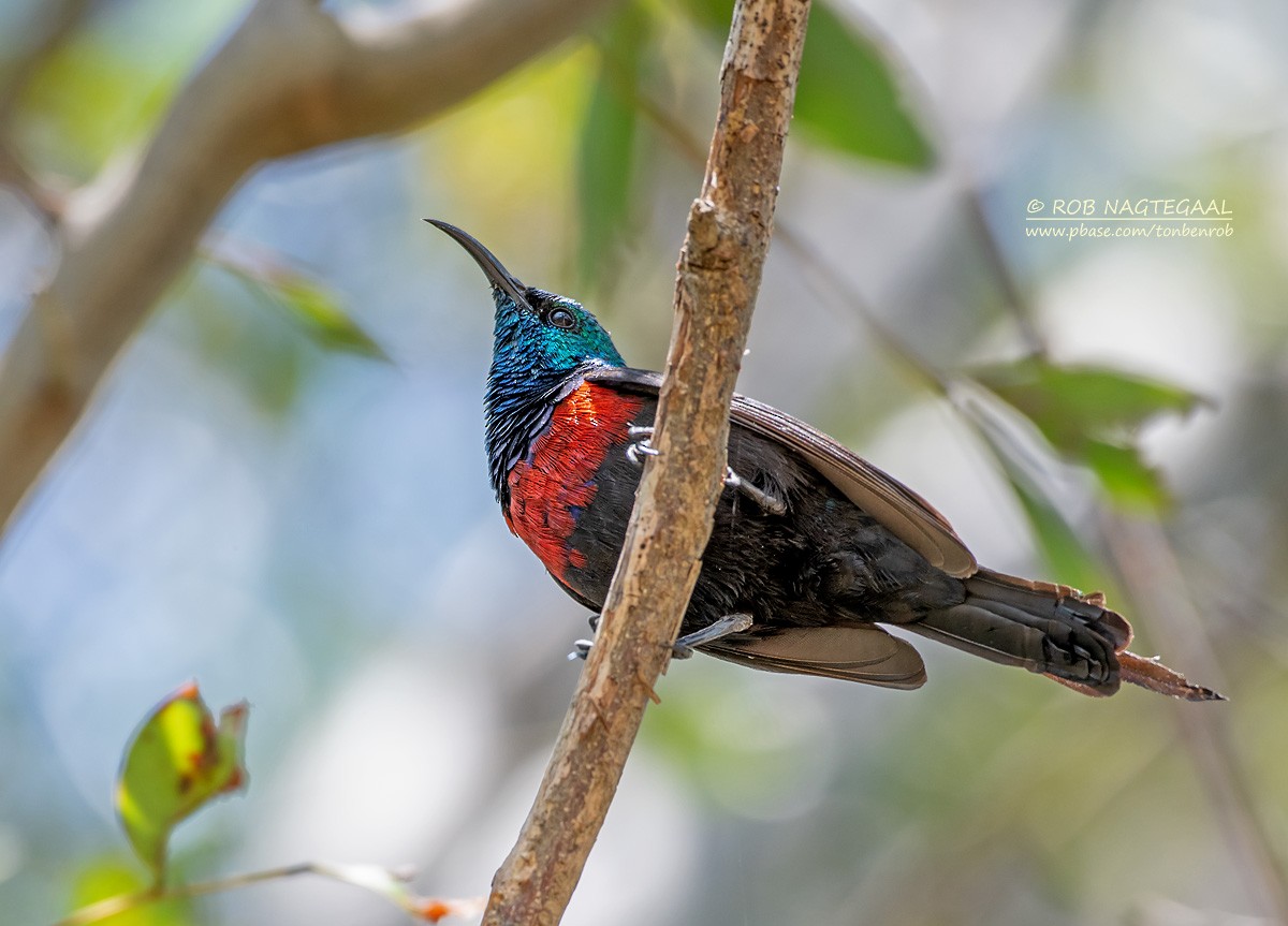 Red-chested Sunbird - ML622874863