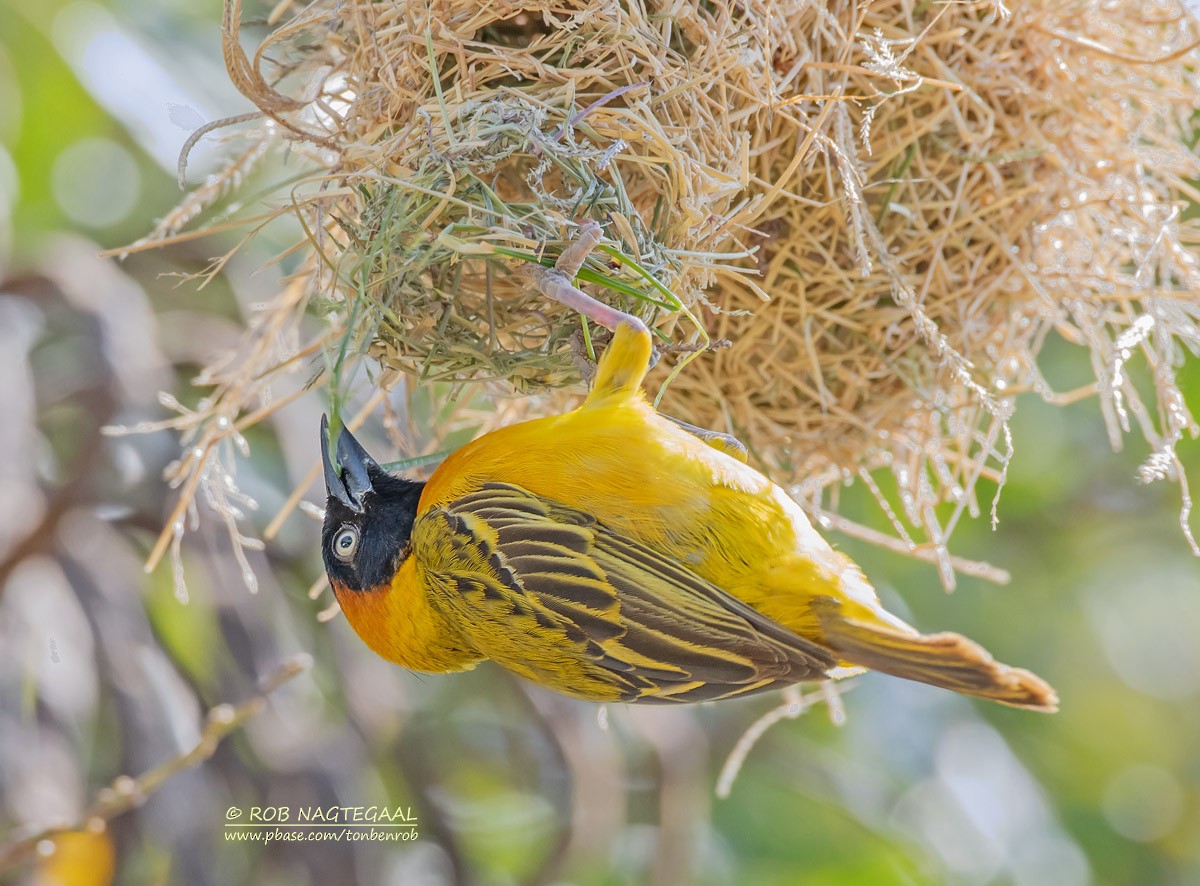 Lesser Masked-Weaver - ML622874868