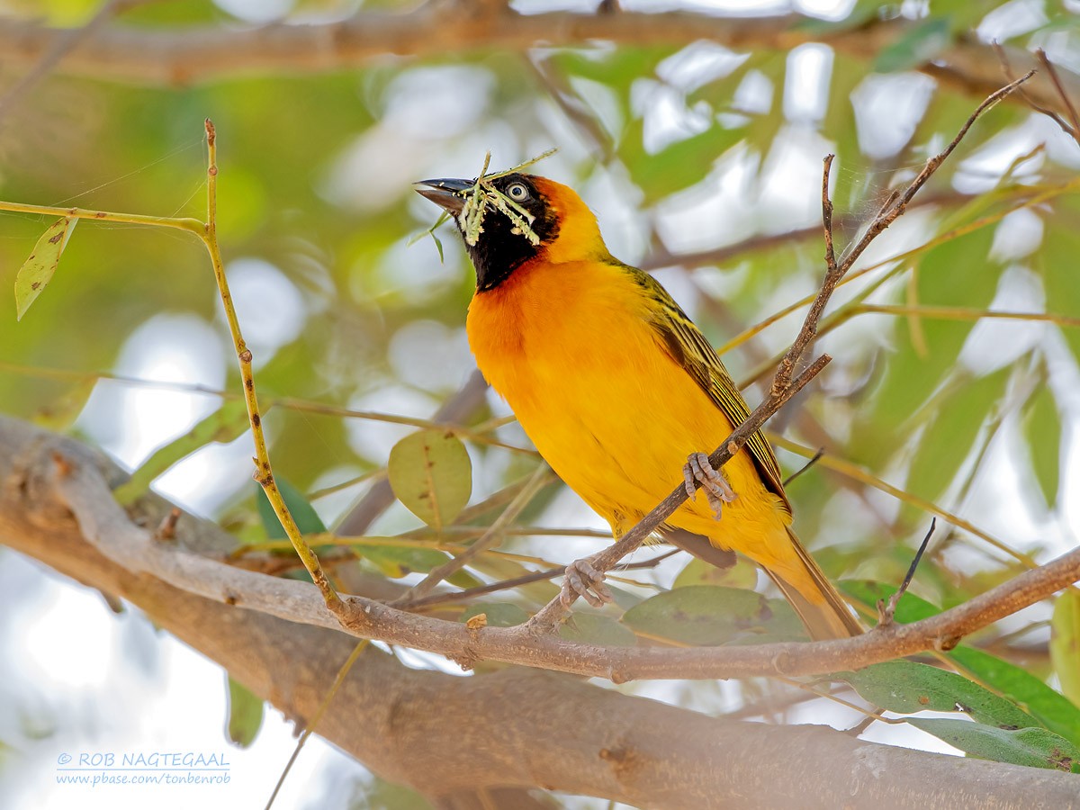 Lesser Masked-Weaver - ML622874869