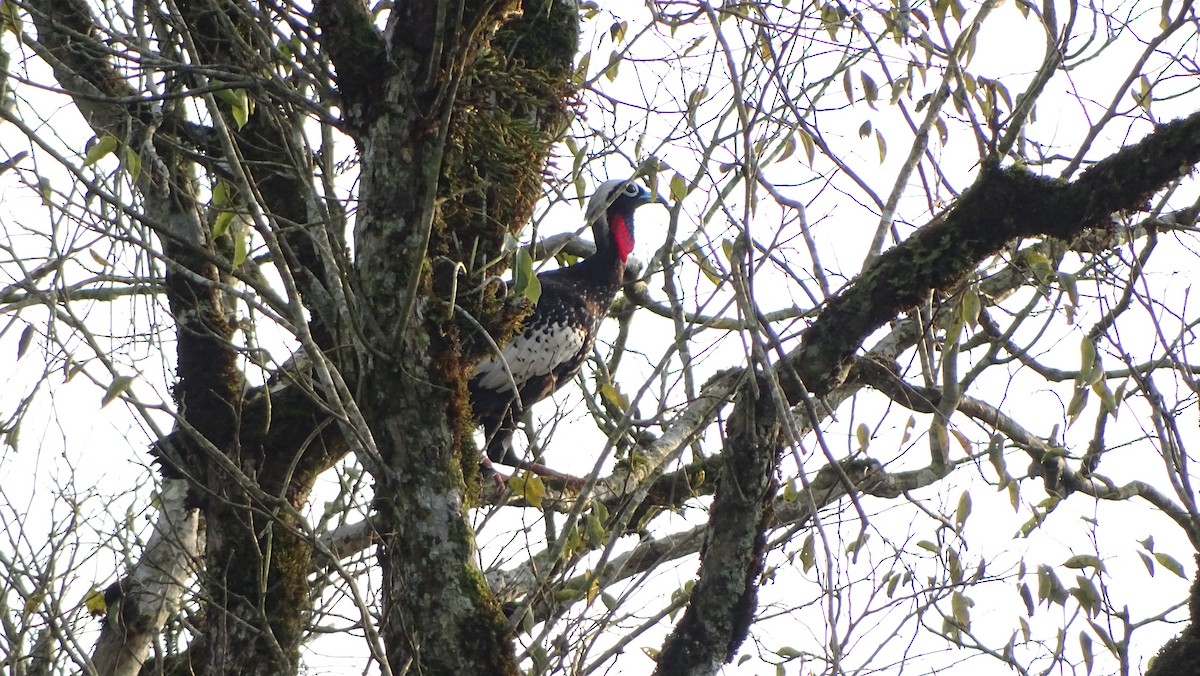 Black-fronted Piping-Guan - Javier Ubiría