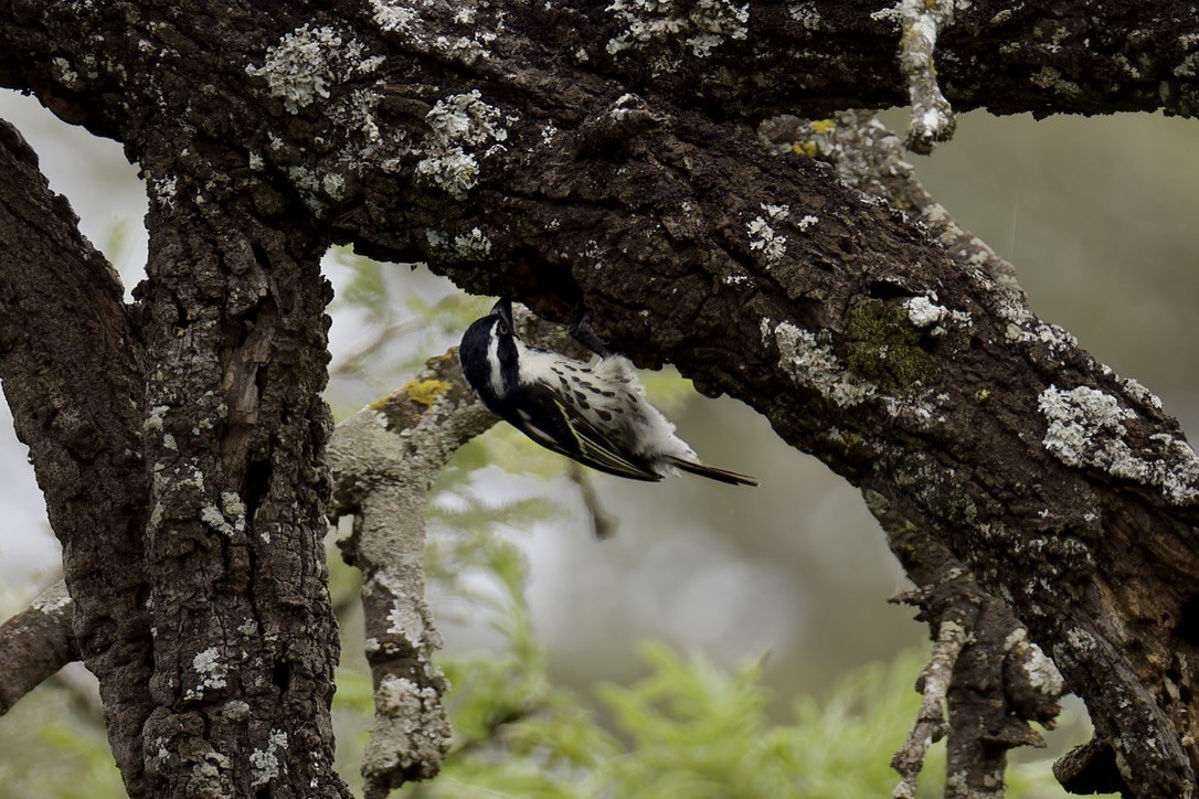 Tränenbartvogel - ML622874911