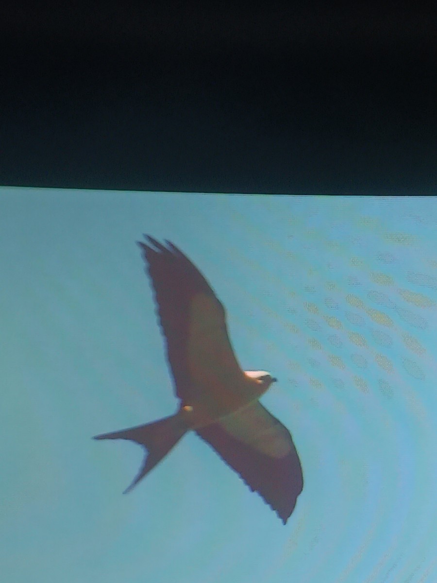 Swallow-tailed Kite - ML622874920