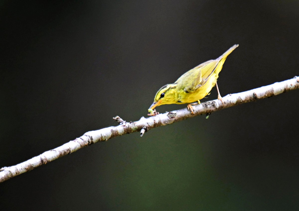 Sulphur-breasted Warbler - 浙江 重要鸟讯汇整