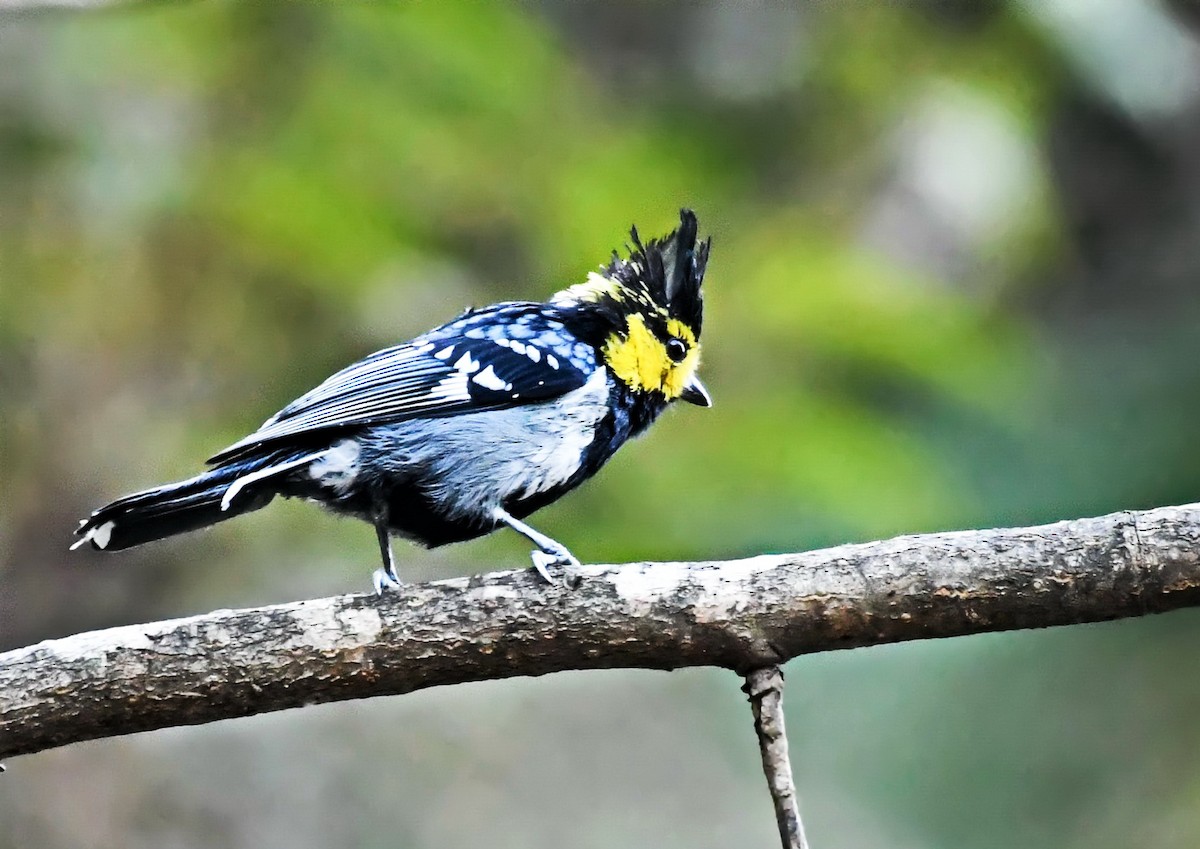 Yellow-cheeked Tit - ML622875017