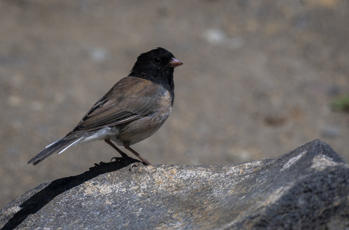 Dark-eyed Junco (Oregon) - Tammy Anderson