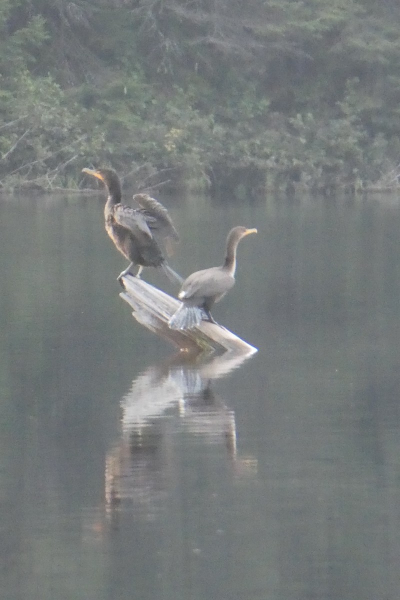 Double-crested Cormorant - Maxime Asselin