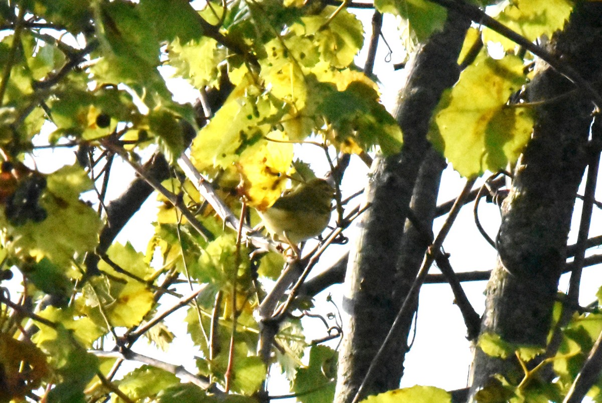 Tennessee Warbler - irina shulgina