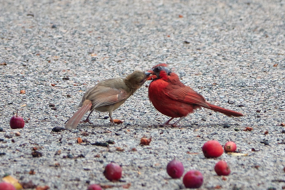 Northern Cardinal - Elodie Roze