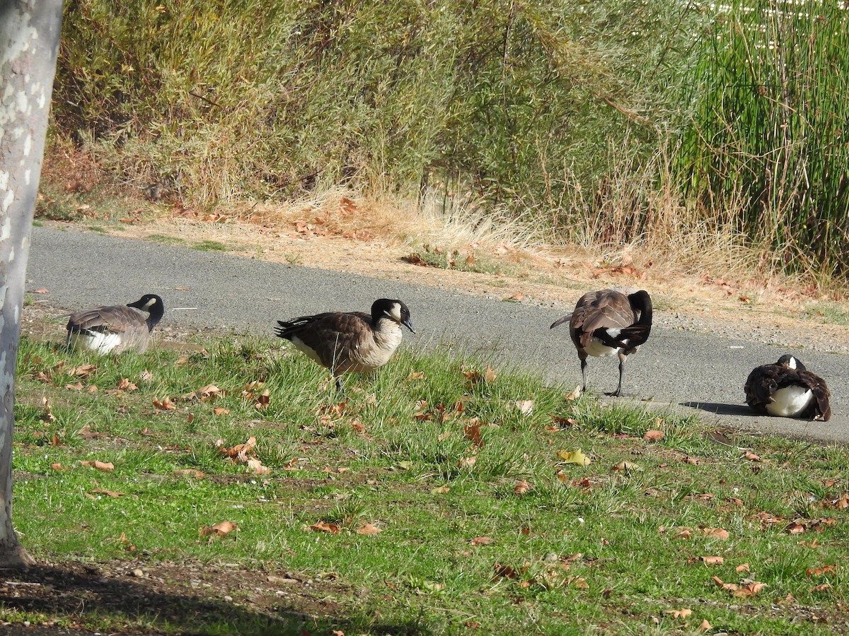 Canada Goose - Subbu Subramanya