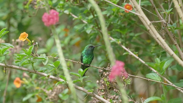 Red-billed Emerald - ML622875166