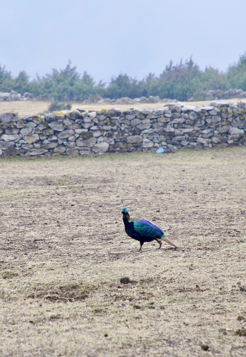 Himalayan Monal - ML622875204