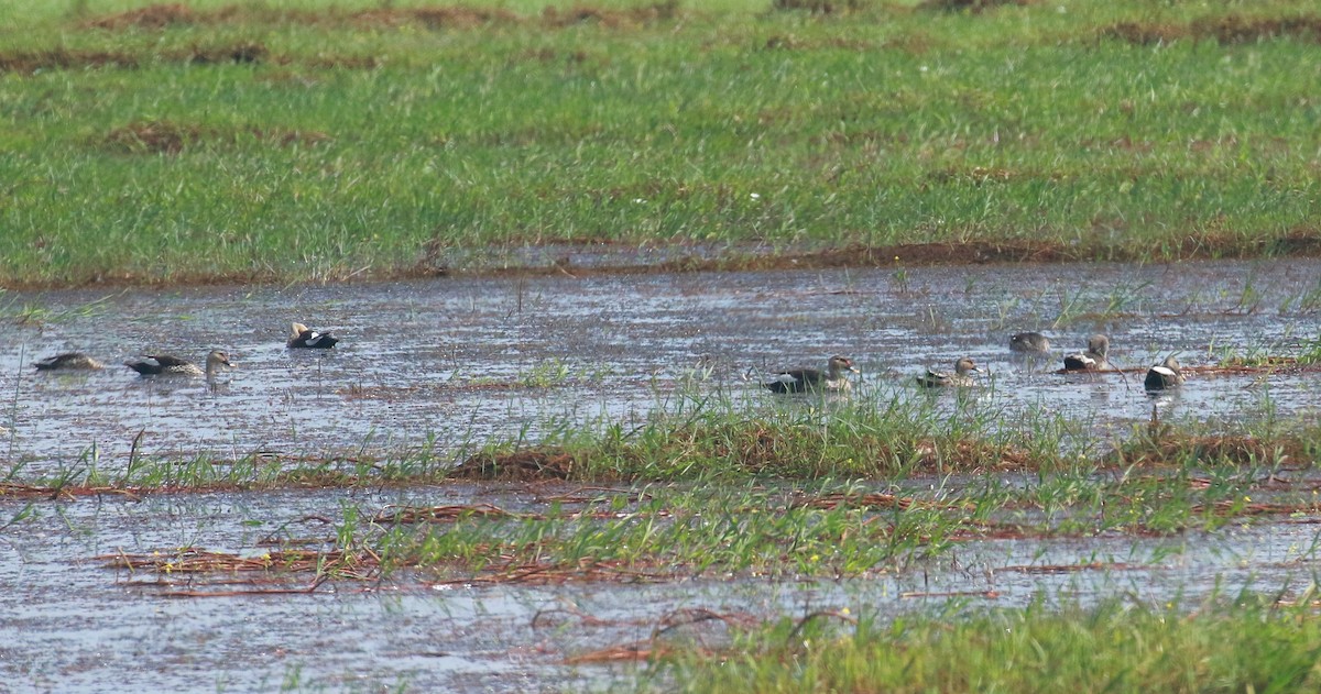 Indian Spot-billed Duck - ML622875216