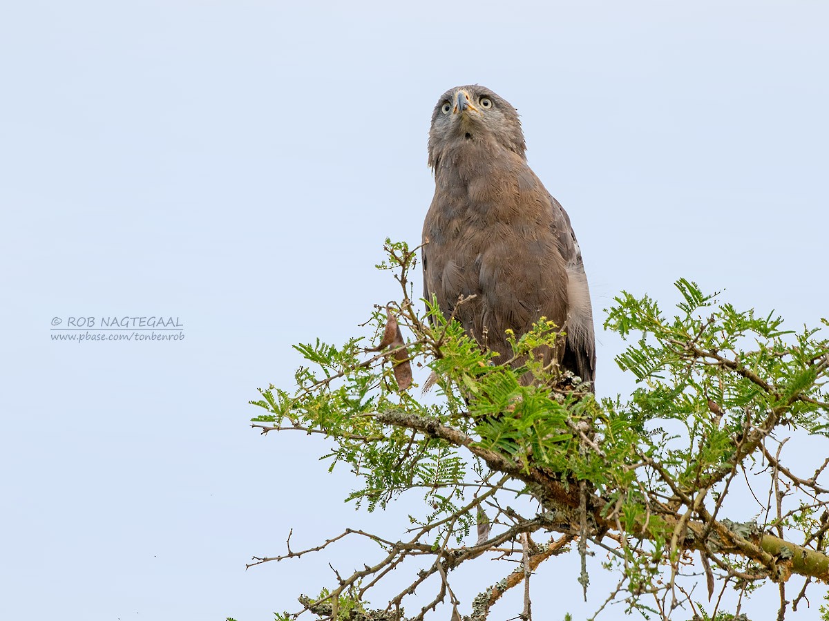 Banded Snake-Eagle - ML622875233