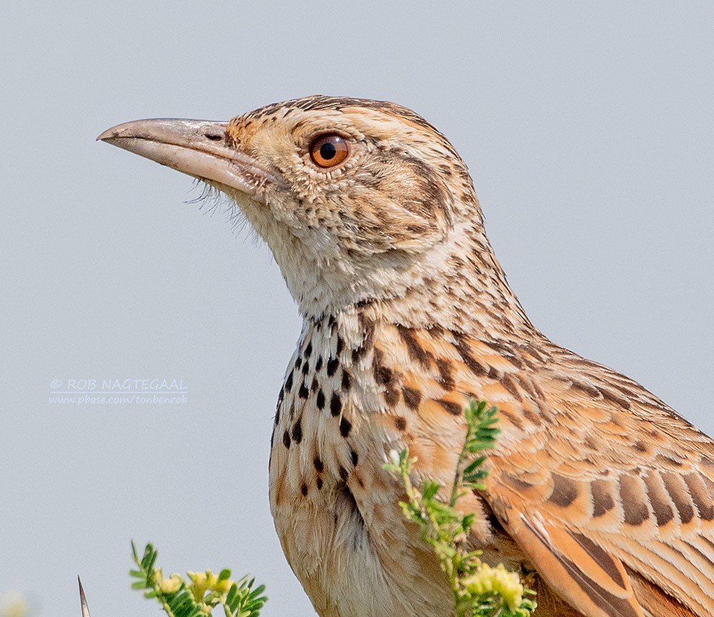 Rufous-naped Lark - ML622875239