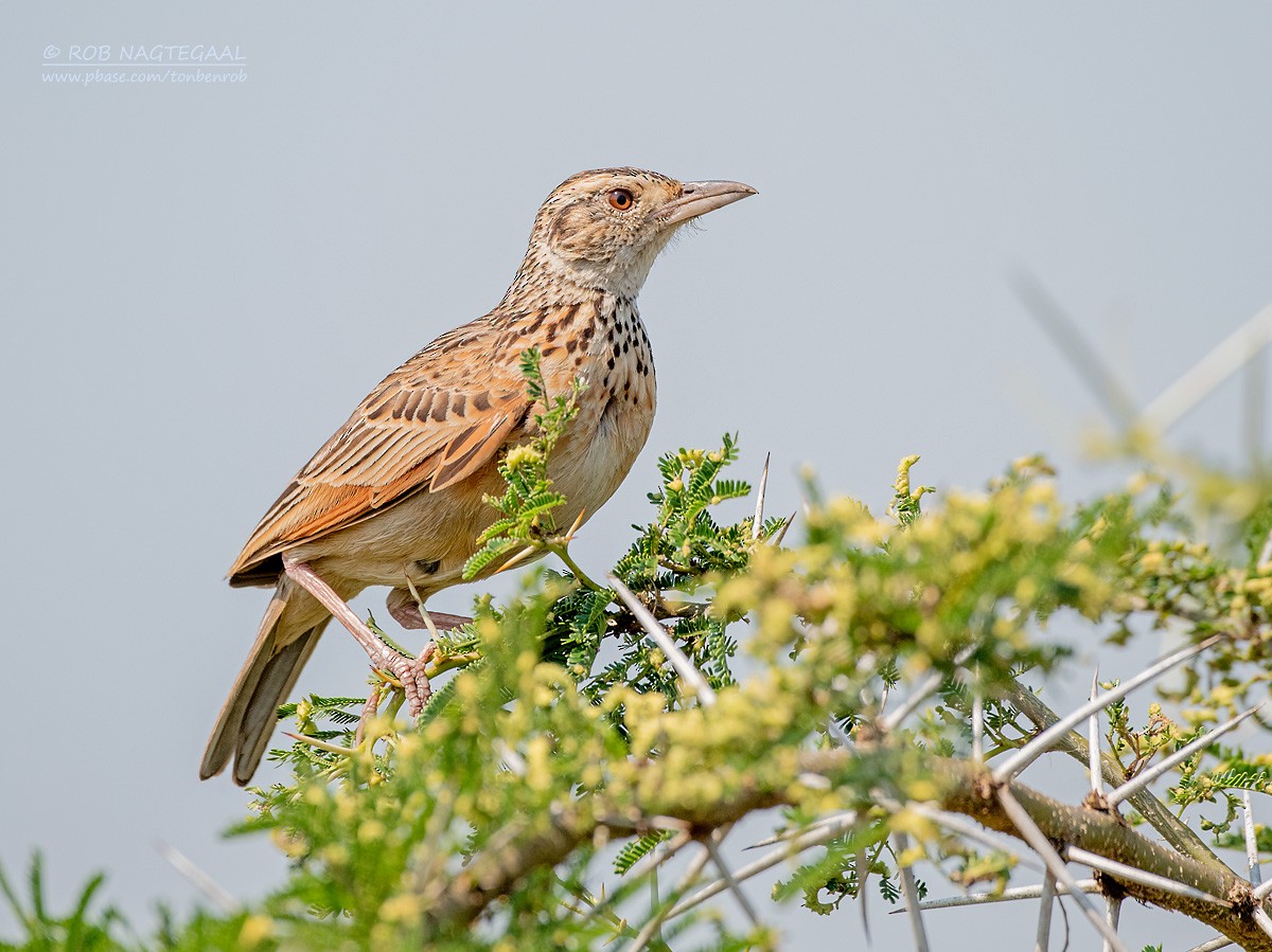 Rufous-naped Lark - Rob Nagtegaal