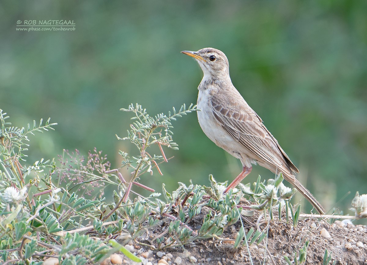 Plain-backed Pipit - ML622875251