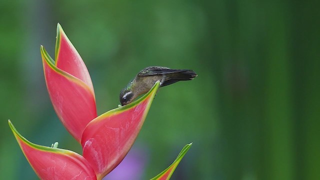 Colibri moucheté - ML622875336
