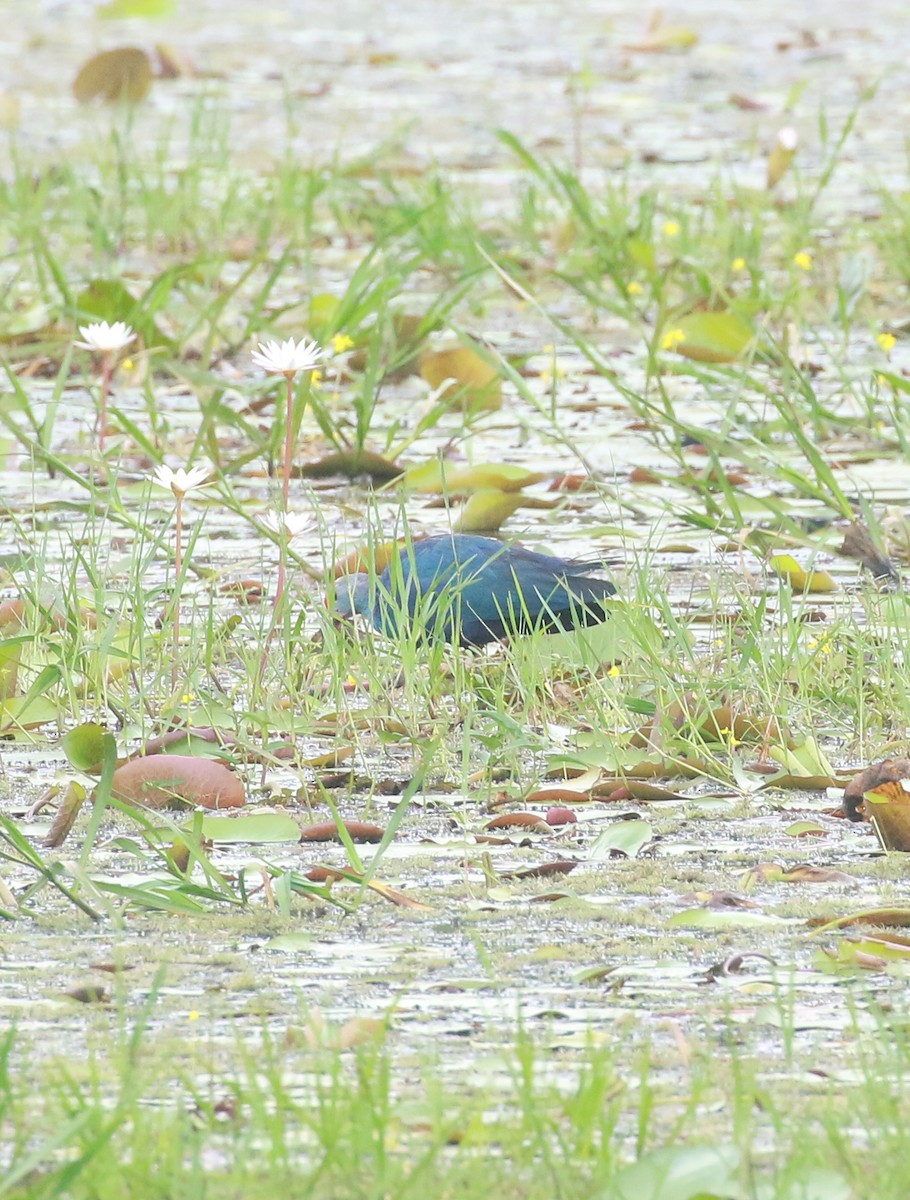 Gray-headed Swamphen - ML622875343