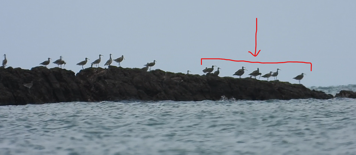 Eurasian Curlew - Nick 6978