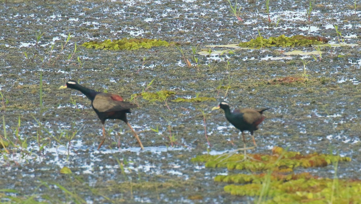 Bronze-winged Jacana - shino jacob koottanad