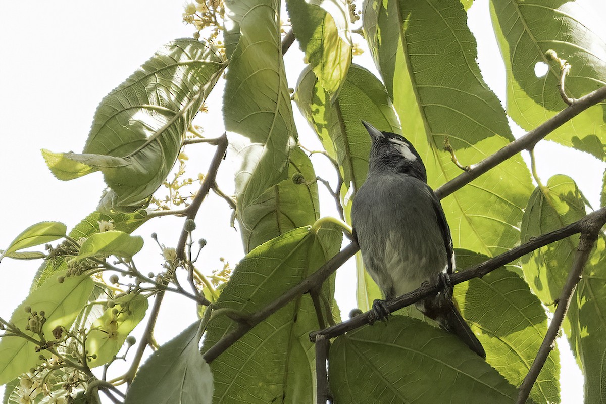 White-eared Conebill - Jeanne Verhulst