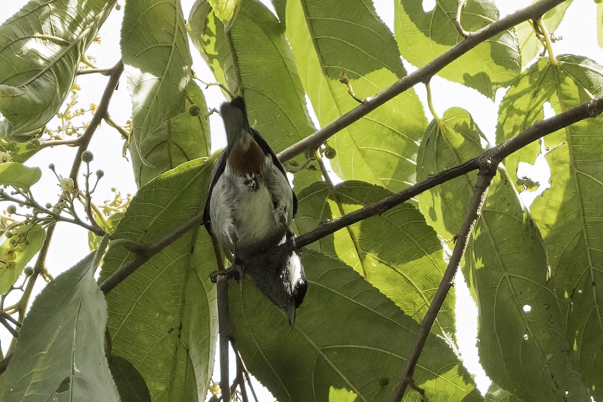 White-eared Conebill - ML622875369