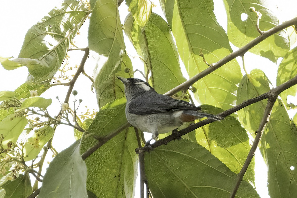 White-eared Conebill - ML622875372