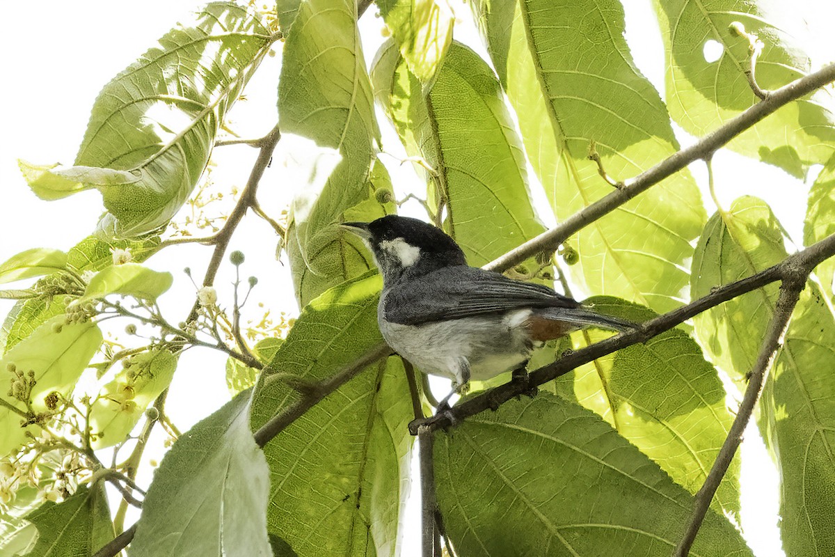 White-eared Conebill - Jeanne Verhulst