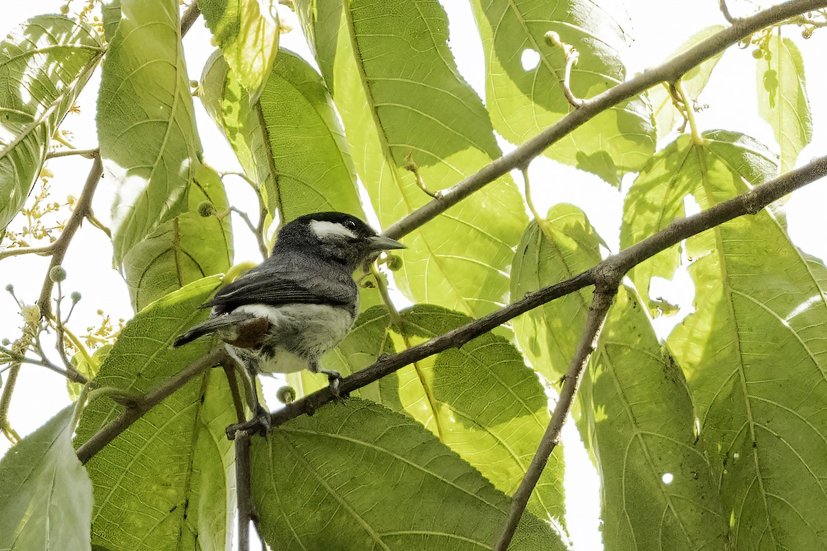 White-eared Conebill - ML622875380