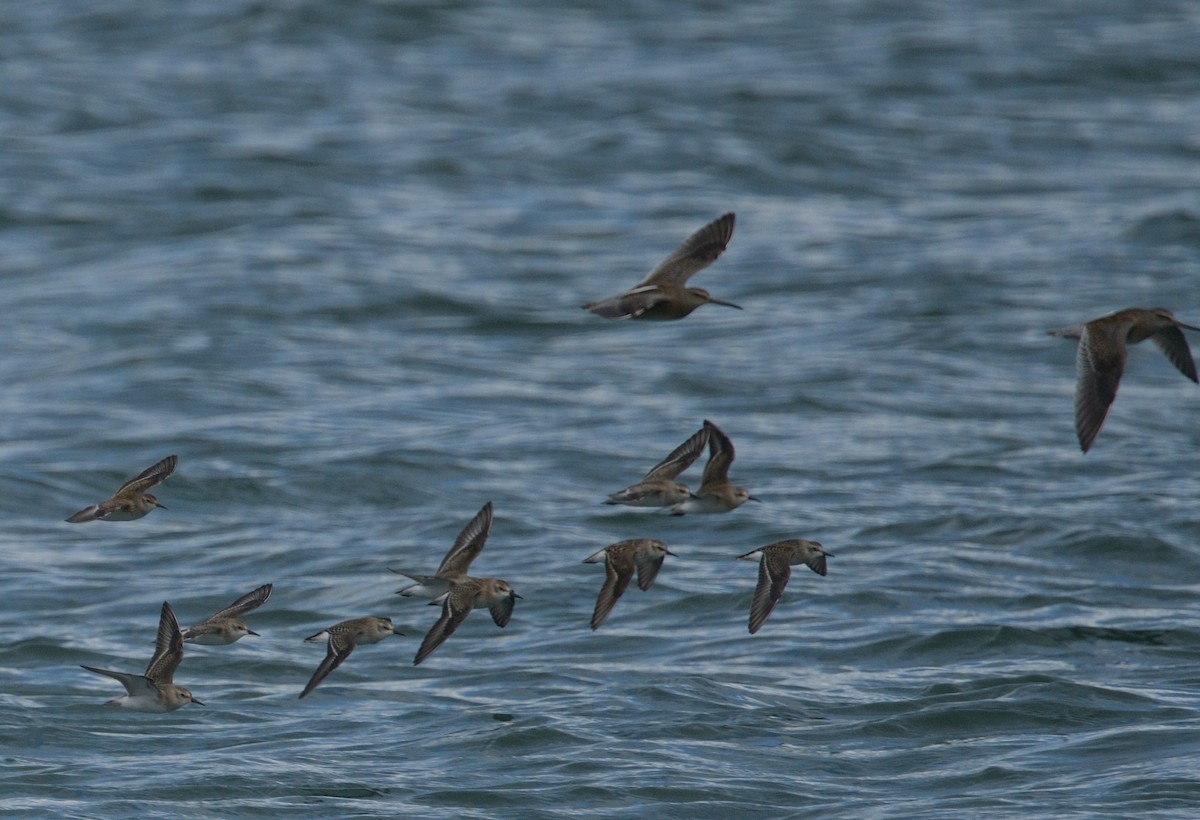 Short-billed Dowitcher - ML622875411